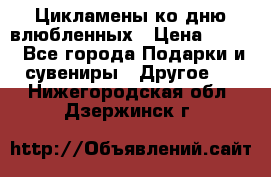 Цикламены ко дню влюбленных › Цена ­ 180 - Все города Подарки и сувениры » Другое   . Нижегородская обл.,Дзержинск г.